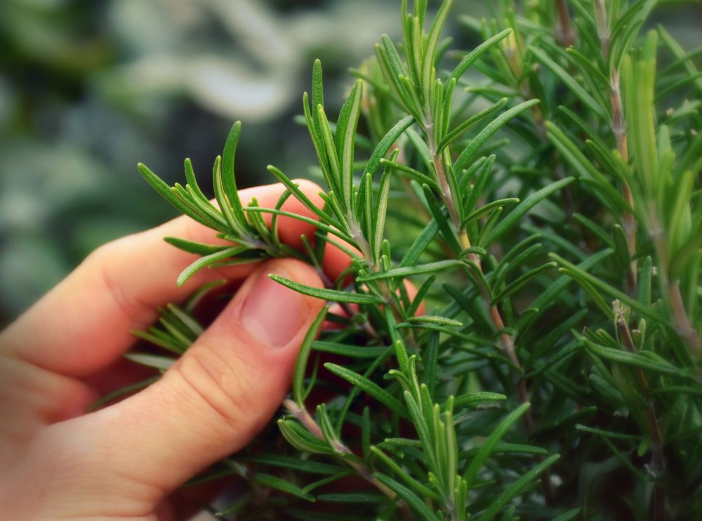 8 Best Substitutes for Rosemary to Replicate Its Unique Aroma